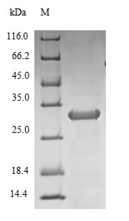 Greater than 90% as determined by SDS-PAGE.