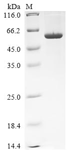 Greater than 90% as determined by SDS-PAGE.