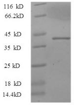 Greater than 90% as determined by SDS-PAGE.