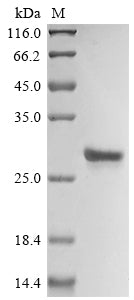 Greater than 85% as determined by SDS-PAGE.