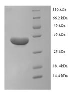 Greater than 90% as determined by SDS-PAGE.