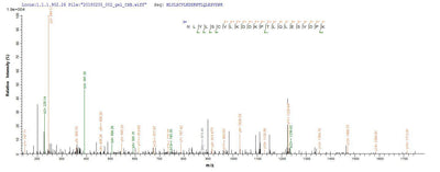 Based on the SEQUEST from database of E.coli host and target protein, the LC-MS/MS Analysis result of this product could indicate that this peptide derived from E.coli-expressed Homo sapiens (Human) IL1B.