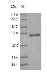 Greater than 90% as determined by SDS-PAGE.