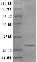 Greater than 90% as determined by SDS-PAGE.