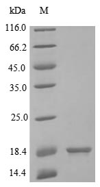 Greater than 85% as determined by SDS-PAGE.