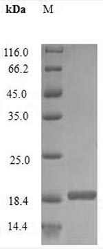 Greater than 90% as determined by SDS-PAGE.