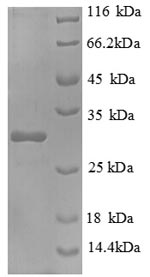 Greater than 90% as determined by SDS-PAGE.