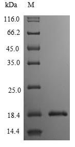 Greater than 85% as determined by SDS-PAGE.