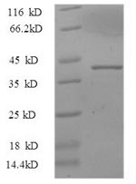 Greater than 90% as determined by SDS-PAGE.