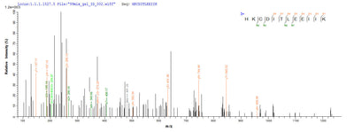 Based on the SEQUEST from database of E.coli host and target protein, the LC-MS/MS Analysis result of this product could indicate that this peptide derived from E.coli-expressed Ovis aries (Sheep) IL4.