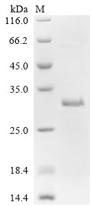 Greater than 85% as determined by SDS-PAGE.