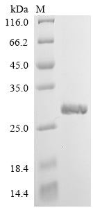 Greater than 90% as determined by SDS-PAGE.