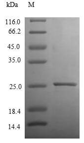 Greater than 85% as determined by SDS-PAGE.