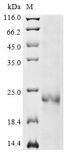 Greater than 85% as determined by SDS-PAGE.