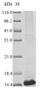 Greater than 85% as determined by SDS-PAGE.