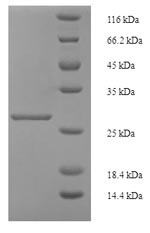 Greater than 90% as determined by SDS-PAGE.