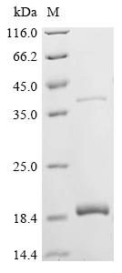 Greater than 90% as determined by SDS-PAGE.