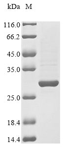 Greater than 85% as determined by SDS-PAGE.