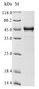 Greater than 85% as determined by SDS-PAGE.