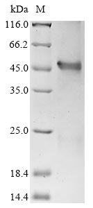 Greater than 85% as determined by SDS-PAGE.