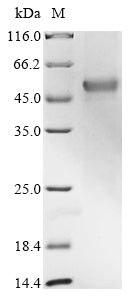 Greater than 85% as determined by SDS-PAGE.