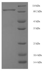 Greater than 90% as determined by SDS-PAGE.