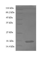 Greater than 90% as determined by SDS-PAGE.