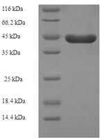 Greater than 90% as determined by SDS-PAGE.