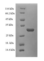 Greater than 90% as determined by SDS-PAGE.