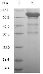 Greater than 90% as determined by SDS-PAGE.