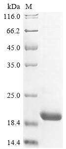 Greater than 85% as determined by SDS-PAGE.