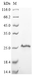 Greater than 90% as determined by SDS-PAGE.