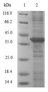 Greater than 90% as determined by SDS-PAGE.