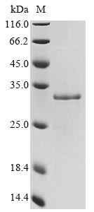 Greater than 85% as determined by SDS-PAGE.