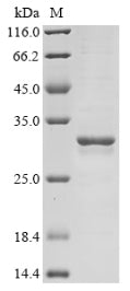 Greater than 85% as determined by SDS-PAGE.