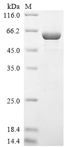 Greater than 85% as determined by SDS-PAGE.