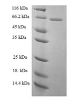 Greater than 90% as determined by SDS-PAGE.