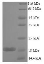 Greater than 90% as determined by SDS-PAGE.