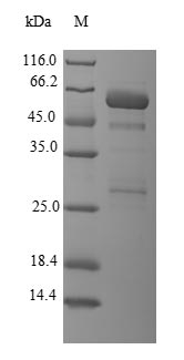 Greater than 90% as determined by SDS-PAGE.