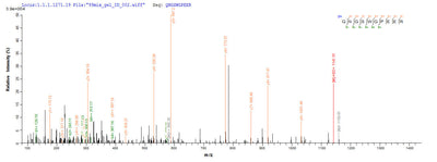 Based on the SEQUEST from database of E.coli host and target protein, the LC-MS/MS Analysis result of this product could indicate that this peptide derived from E.coli-expressed Homo sapiens (Human) LGALS9.