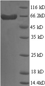 Greater than 90% as determined by SDS-PAGE.