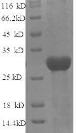 Greater than 90% as determined by SDS-PAGE.