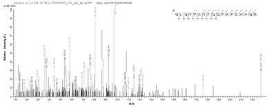 Based on the SEQUEST from database of E.coli host and target protein, the LC-MS/MS Analysis result of this product could indicate that this peptide derived from E.coli-expressed Mus musculus (Mouse) Loxl2.