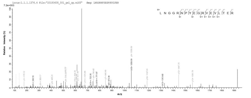 Based on the SEQUEST from database of E.coli host and target protein, the LC-MS/MS Analysis result of this product could indicate that this peptide derived from E.coli-expressed Mus musculus (Mouse) Loxl2.