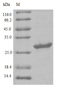 Greater than 85% as determined by SDS-PAGE.