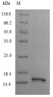 Greater than 85% as determined by SDS-PAGE.