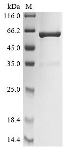 Greater than 85% as determined by SDS-PAGE.