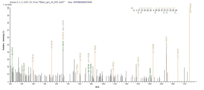 Based on the SEQUEST from database of E.coli host and target protein, the LC-MS/MS Analysis result of this product could indicate that this peptide derived from E.coli-expressed Homo sapiens (Human) MAG.