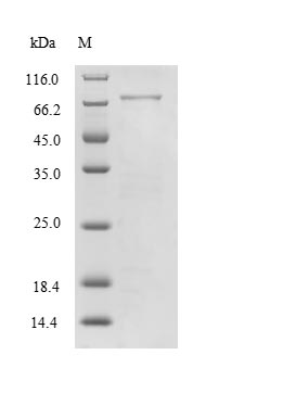 Greater than 90% as determined by SDS-PAGE.