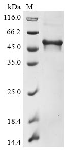 Greater than 85% as determined by SDS-PAGE.